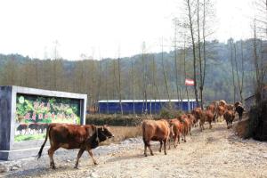 湘西黄牛图册