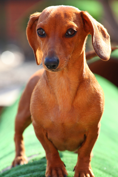 腊肠犬