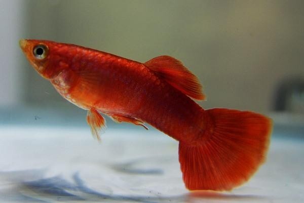 孔雀花鱂 搜狗百科 孔雀花鱂 搜狗百科