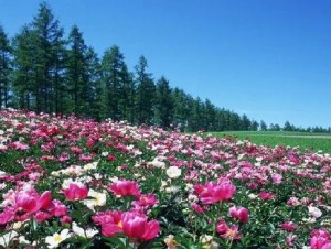 四方竹、茶花园景区