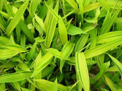 坭黄竹