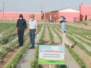 高研中心盐碱地改良剂研究取得进展