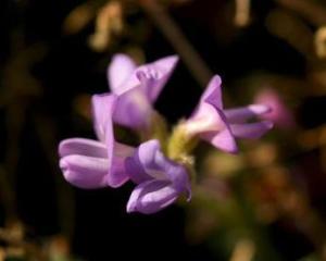米口袋