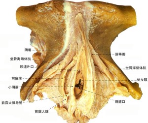 前庭大腺解剖图片
