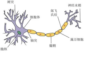 神经纤维