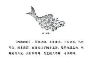 其目如马耳
