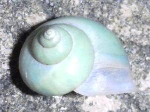 蜗牛的眼睛长在触角顶部吗 300