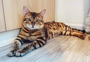 虎斑猫