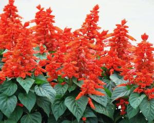 salvia splendens ker-gawler,别名:象牙红,唇形科鼠尾草属植物