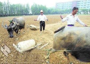 滚架套在石磙上
