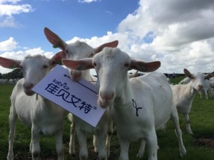 佳贝艾特