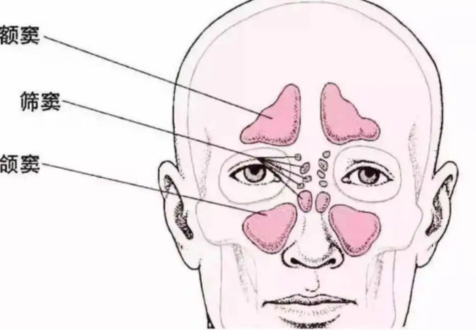鼻窦的结构图图片
