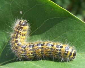 松毛虫 搜狗百科