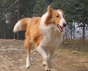 沙克犬 搜狗百科 沙克犬 搜狗百科