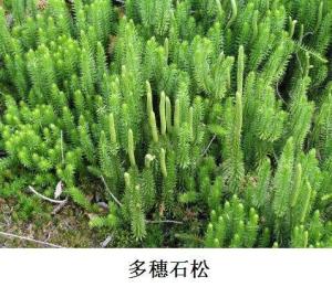 多穗石松