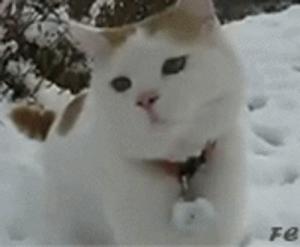 猫叔巡山