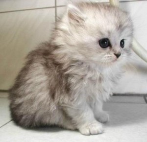 土耳其安哥拉猫