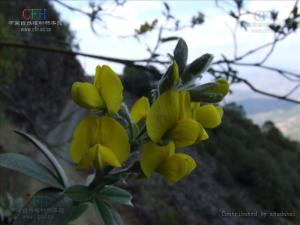 黄花木图册