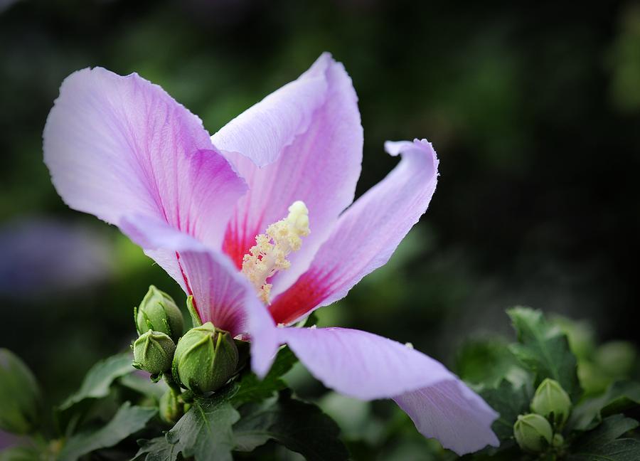 蓝木菊花图片大全图片