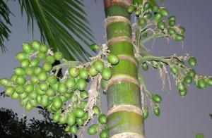 槟榔树的果实