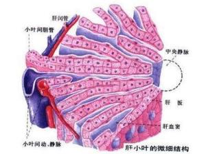 肝小叶结构图微细图片