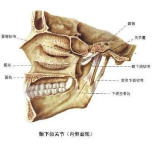 颞下颌关节