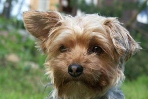约克夏梗犬