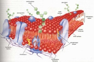 细胞膜结构图