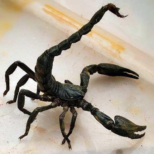 巴勒斯坦毒蝎图片图片