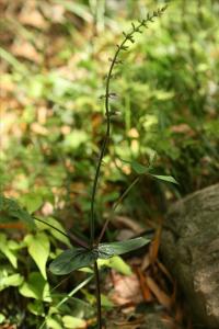 舌瓣鼠尾草图册