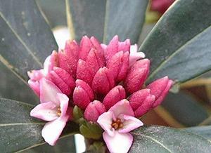 瑞香花图册