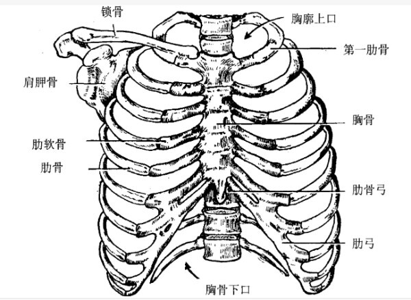 胸廓 人体结构 搜狗百科