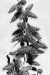 苍耳属(Xanthium)植物