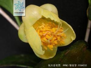 东兴金花茶花果