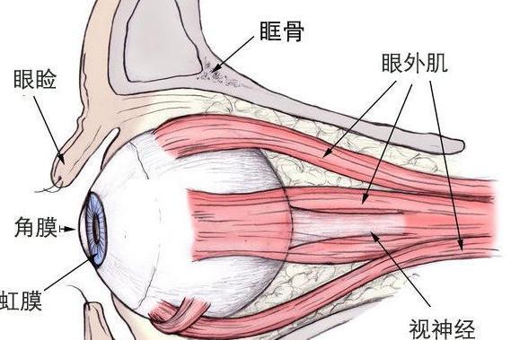 眼外肌 肌肉种类 搜狗百科