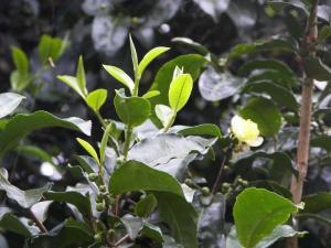 茶叶产业