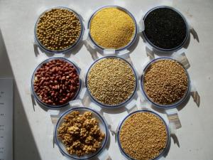 五谷：稻、黍、稷、麦、菽