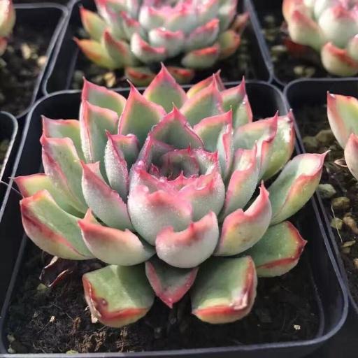 多肉怎么种成透明的 0