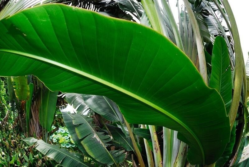 扇芭蕉 芭蕉科鹤望兰属植物 搜狗百科