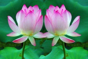 并蒂莲