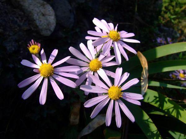 菊花 菊科菊属宿根草本植物 搜狗百科