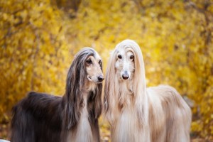 阿富汗猎犬