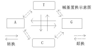 碱基置换示意图