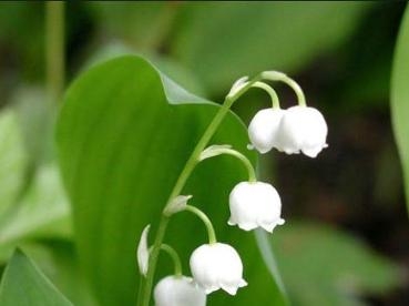 风铃草