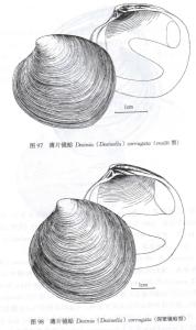 薄片镜蛤