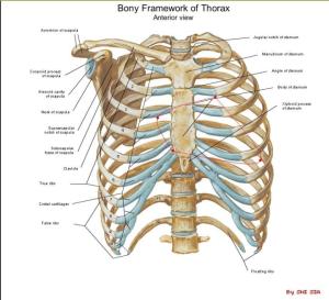 图1 心脏的体表投影