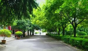 校园内香樟似盖