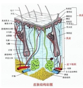 皮肤科