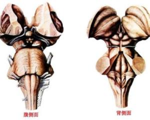 脑干的背侧面图片