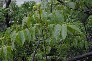 圆果化香树(图1)